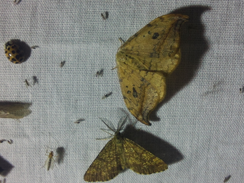 Drepana falcataria - nyárfa-sarlósszövő