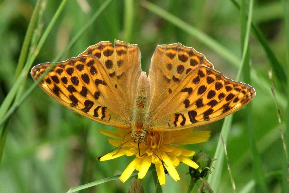 Argynnis paphia - nagy gyöngyházlepke