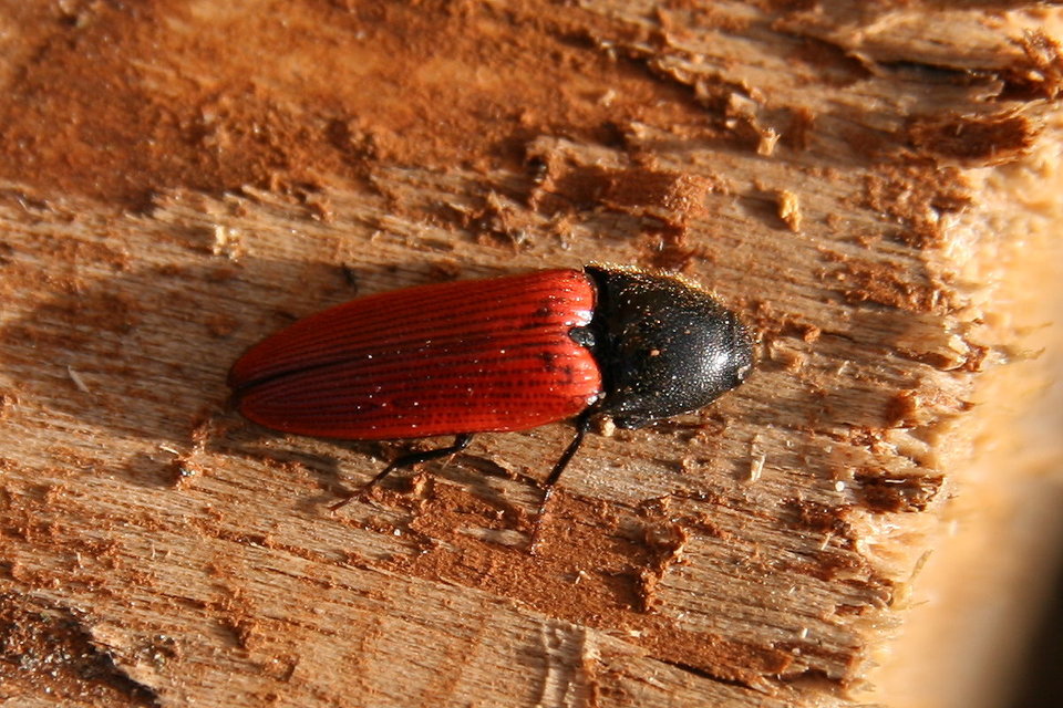 Ampedus