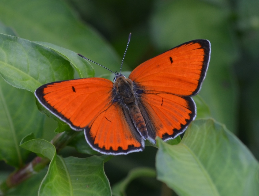 Lycaena dispar rutilus - nagy tűzlepke