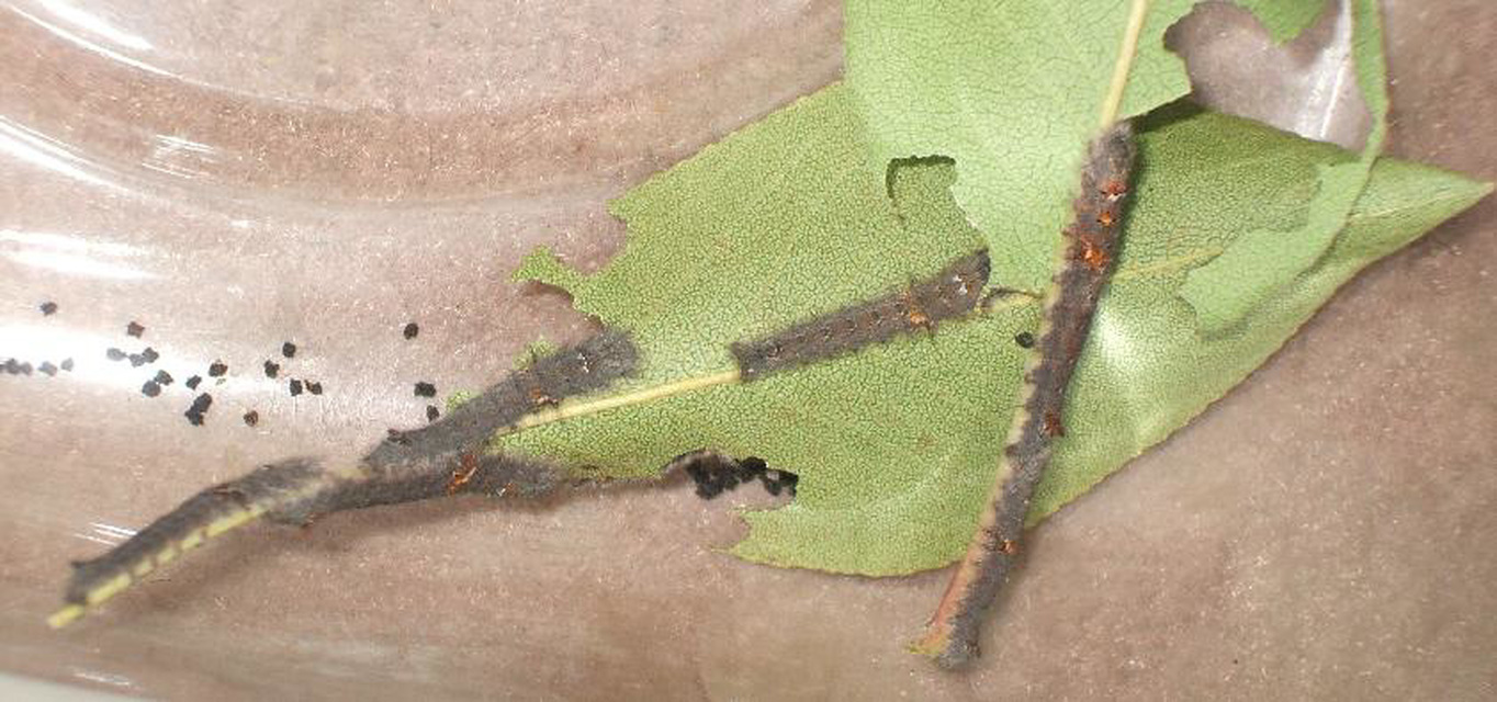 Gastropacha quercifolia - tölgylevélpohók