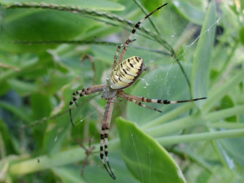 Argiope bruennichi - darázspók