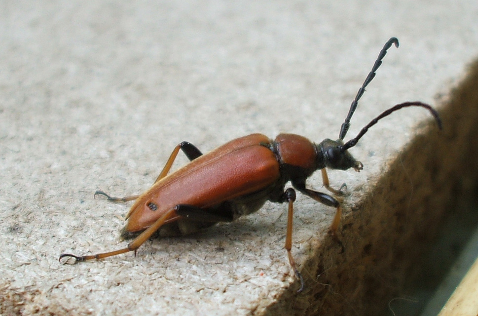 Stictoleptura rubra - vörös virágcincér