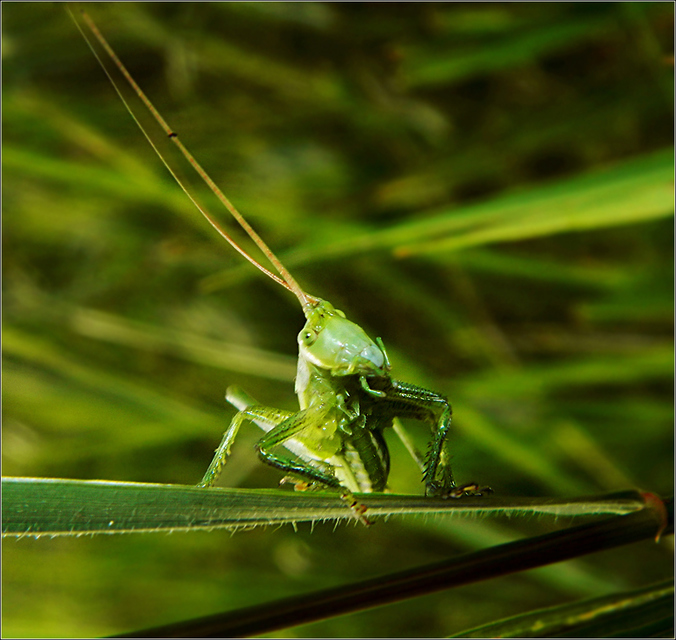 Tettigonia viridissima - zöld lombszöcske