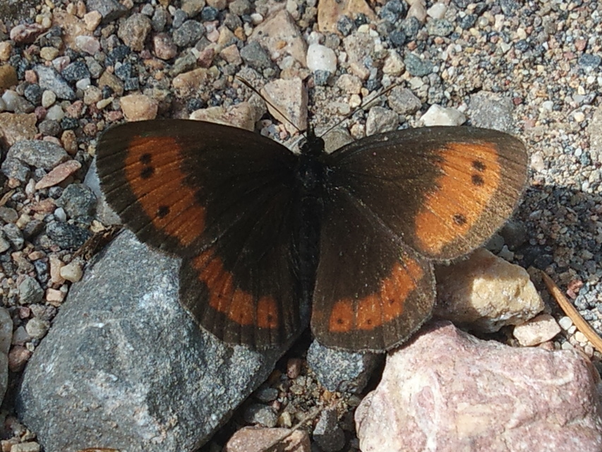 Erebia euryale