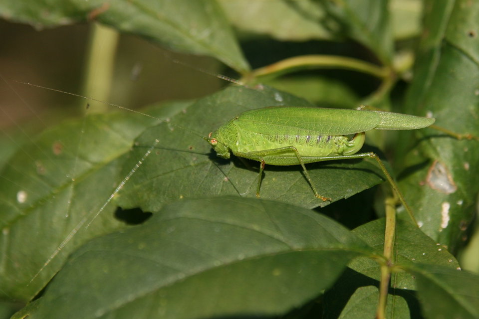 Phaneroptera nana - pontozott repülőszöcske