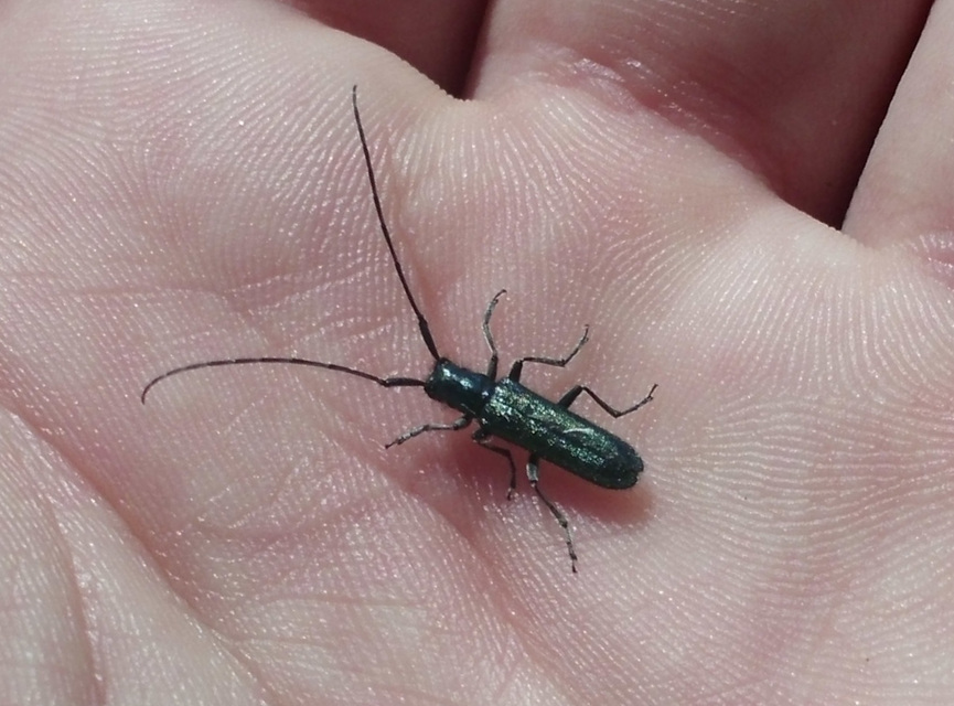 Agapanthia
