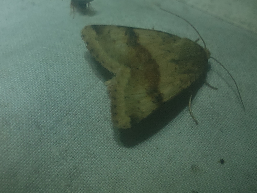 Heliothis viriplaca - mácsonyabagoly