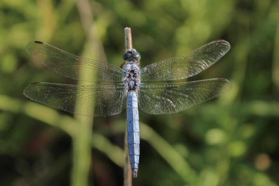 Orthetrum brunneum - pataki pásztorszitakötő