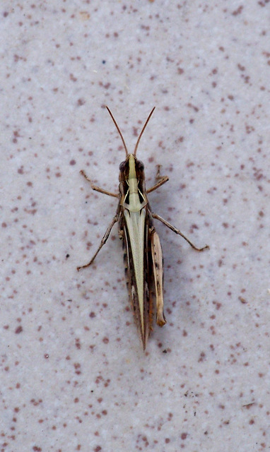 Chorthippus (Glyptobothrus) (subgenus)