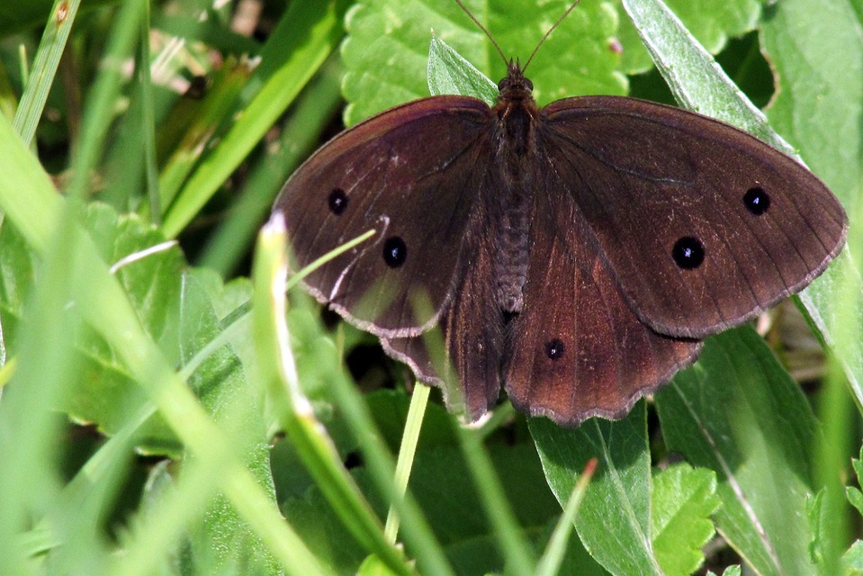 Minois dryas - fekete szemeslepke