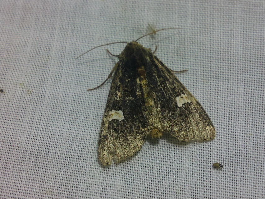 Melanchra persicariae - fehérfoltos kertibagoly