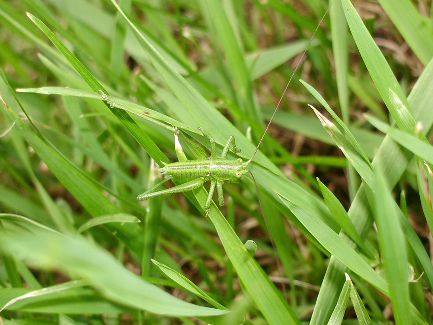 Tettigonia viridissima - zöld lombszöcske