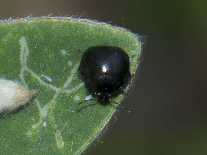 Coptosoma scutellatum - bödepoloska Coptosoma scutellatum - bödepoloska
