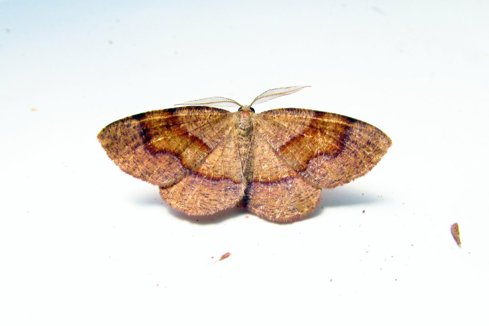 Plagodis pulveraria - szemcsés araszoló