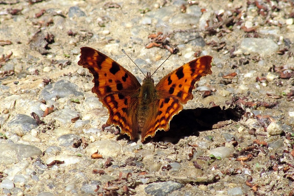 Nymphalis c-album - C-betűs lepke