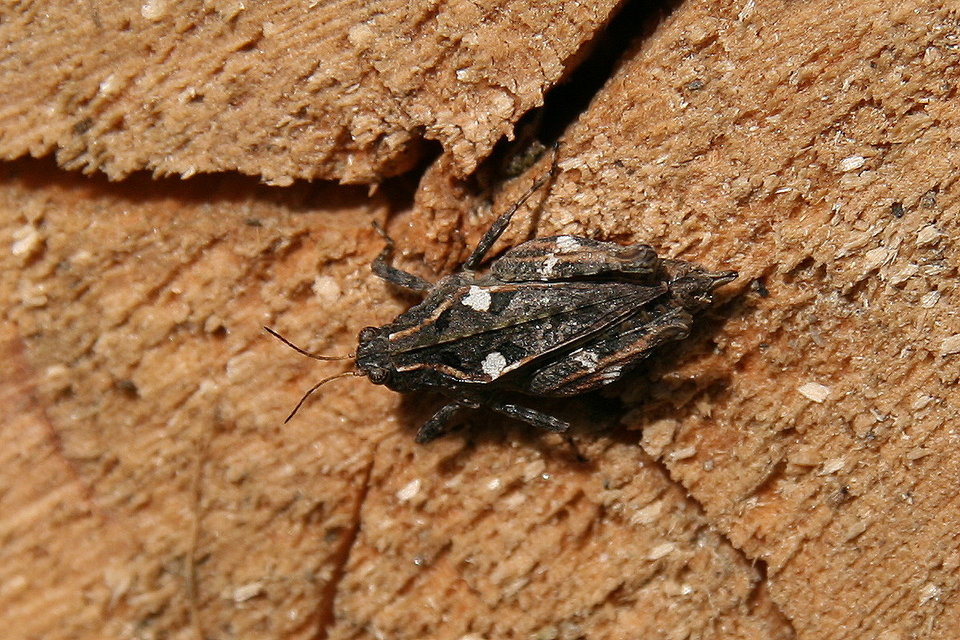 Tetrix tenuicornis - vékonycsápú tövishátúsáska