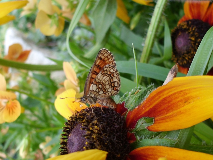 Melitaea aurelia - recés tarkalepke