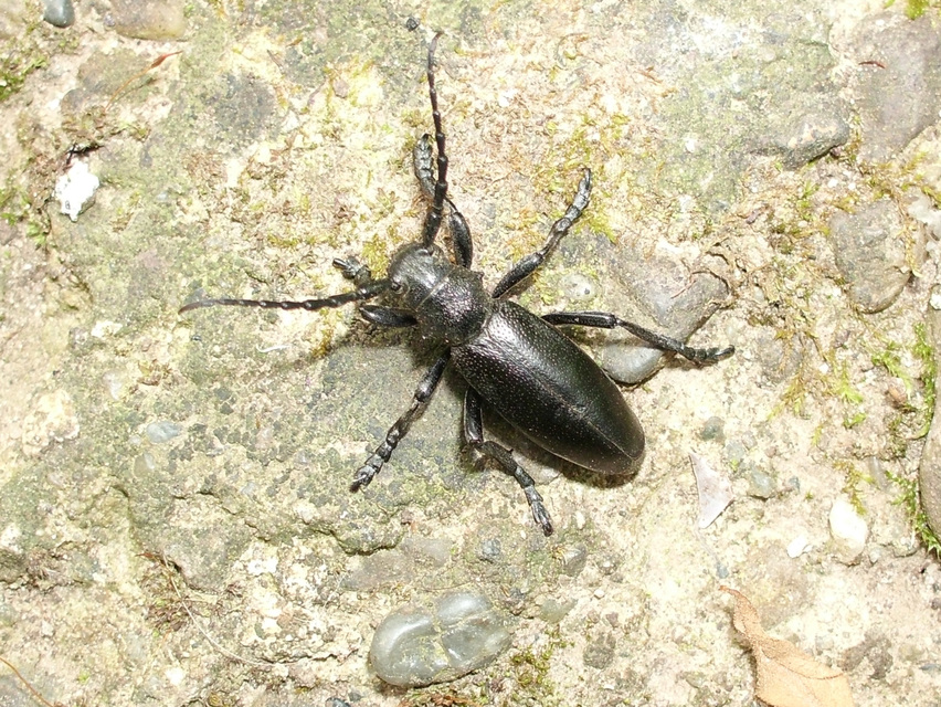 Dorcadion aethiops - fekete gyalogcincér