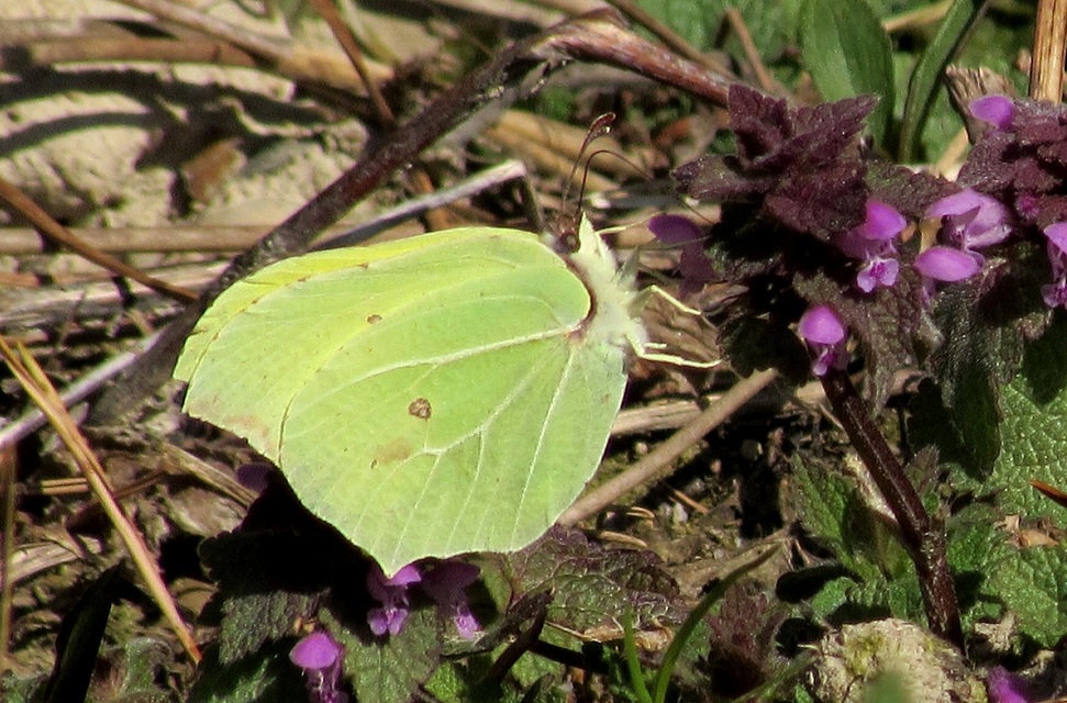 Gonepteryx rhamni - citromlepke