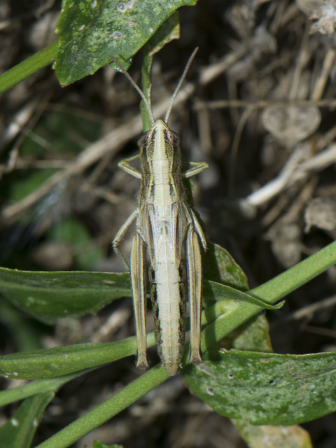 Pseudochorthippus parallelus - közönséges rétisáska
