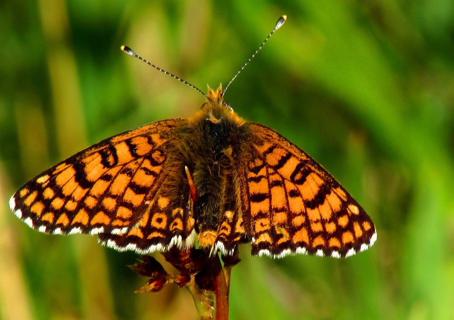 Melitaea cinxia - réti tarkalepke