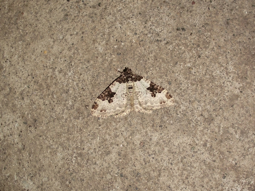 Xanthorhoe fluctuata - közönséges tarkaaraszoló