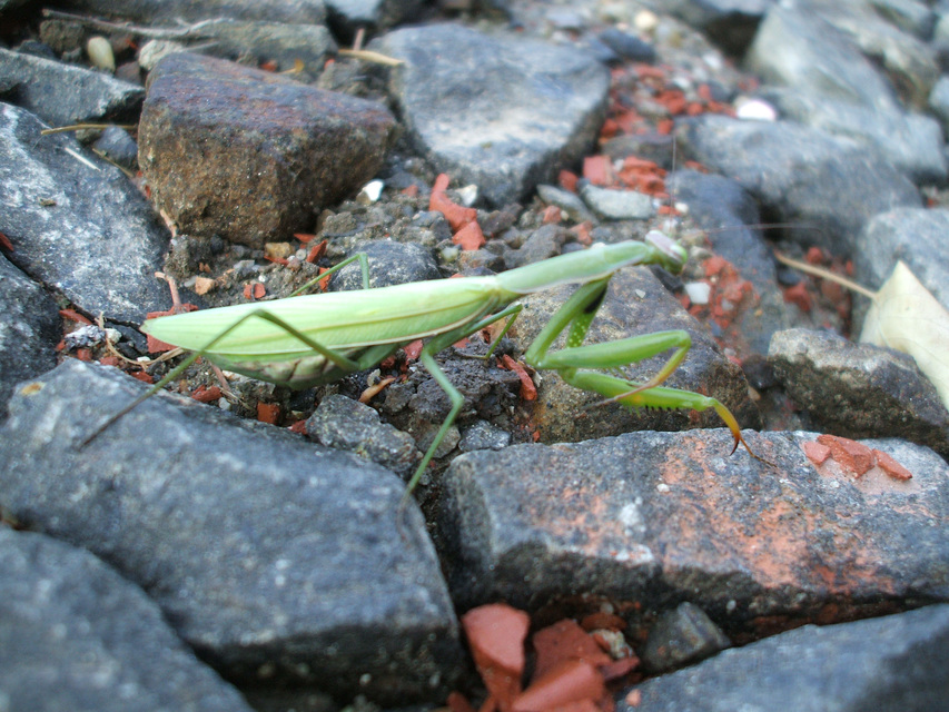Mantis religiosa - imádkozósáska