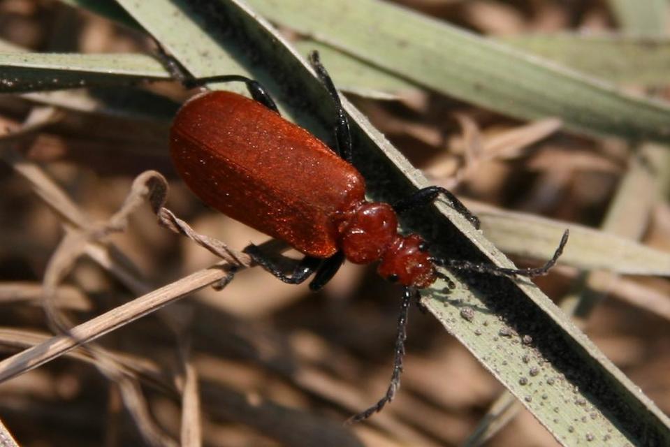 Pyrochroa serraticornis - közép-bíborbogár