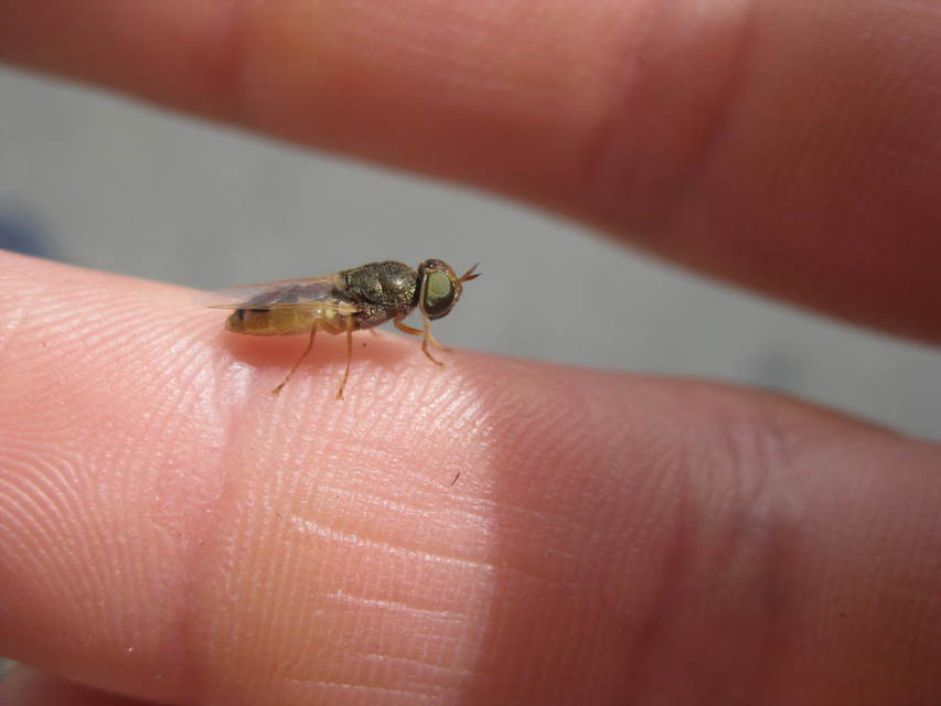 Odontomyia angulata - háromszöges zömöklégy