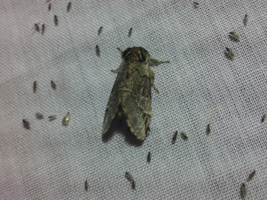 Drymonia obliterata - feketefoltos púposszövő