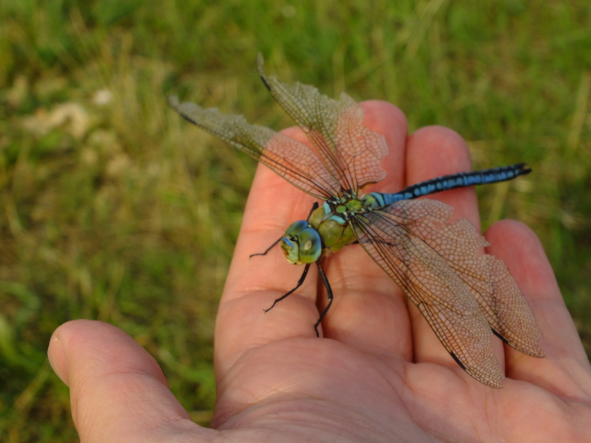 Anax imperator - zöld óriásacsa