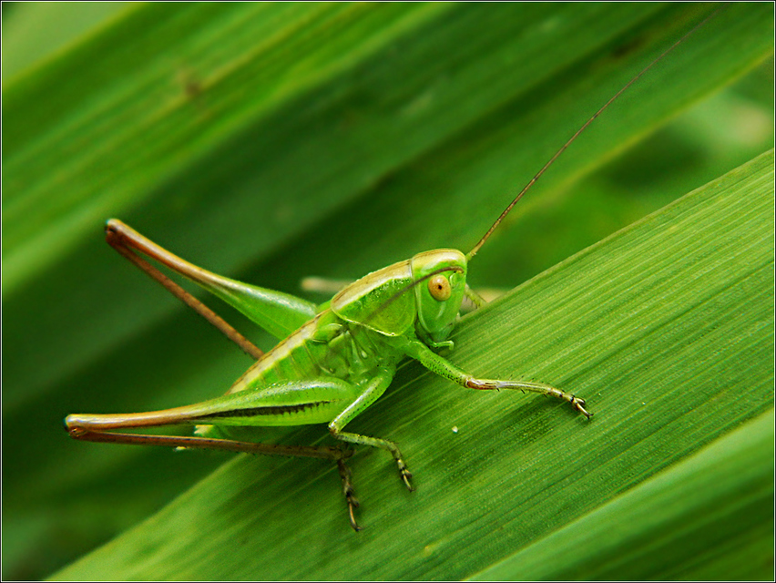 Bicolorana bicolor - halványzöld rétiszöcske