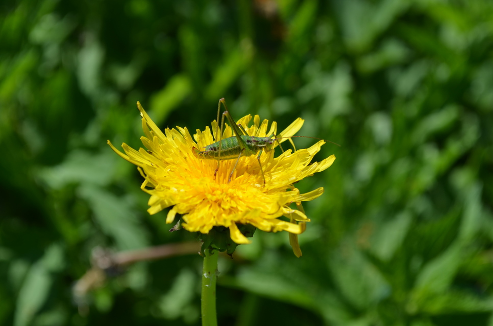 Leptophyes albovittata - közönséges virágszöcske