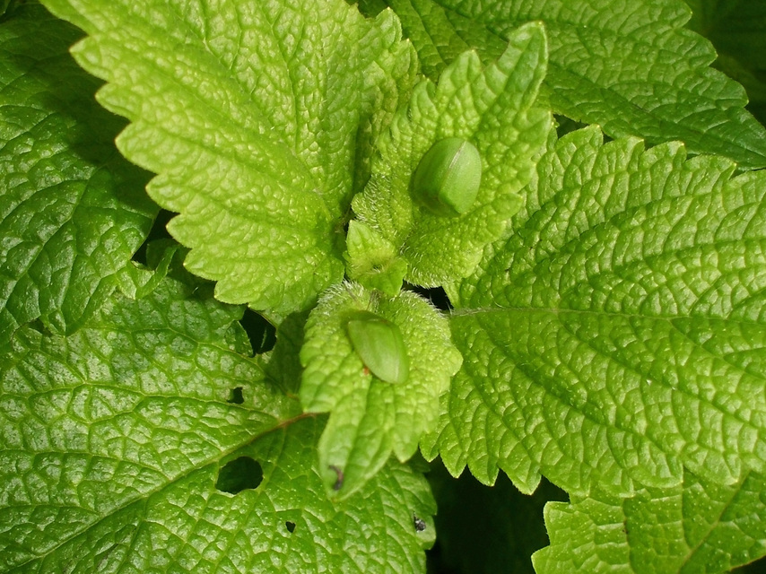 Cassida viridis - zöld pajzsbogár Cassida viridis - zöld pajzsbogár