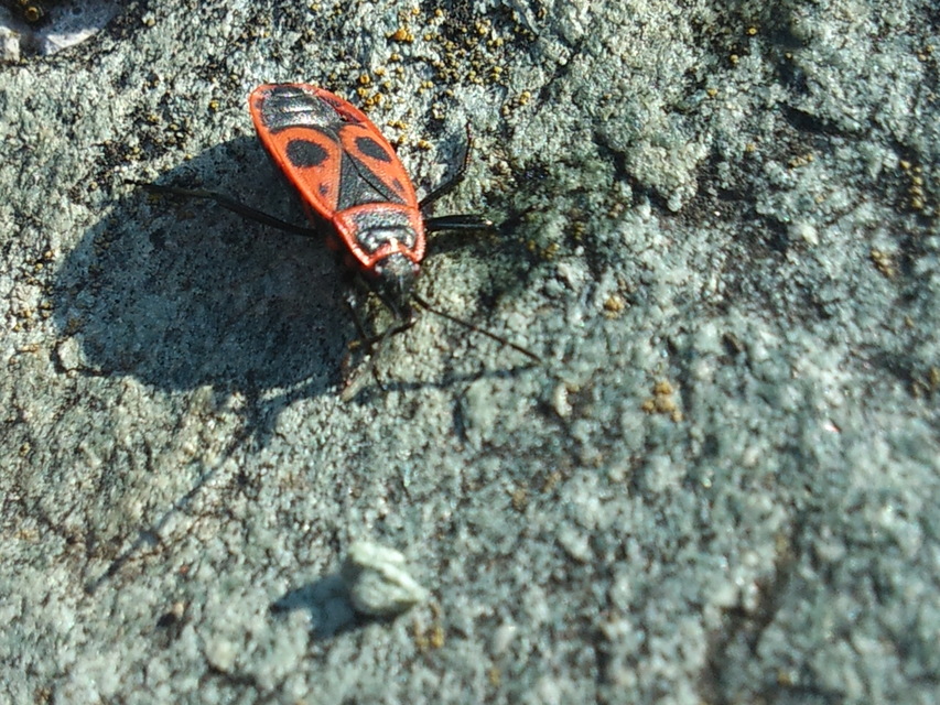 Pyrrhocoris apterus - verőköltő poloska