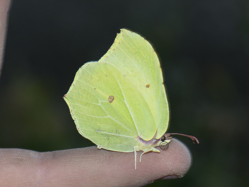 Gonepteryx rhamni - citromlepke
