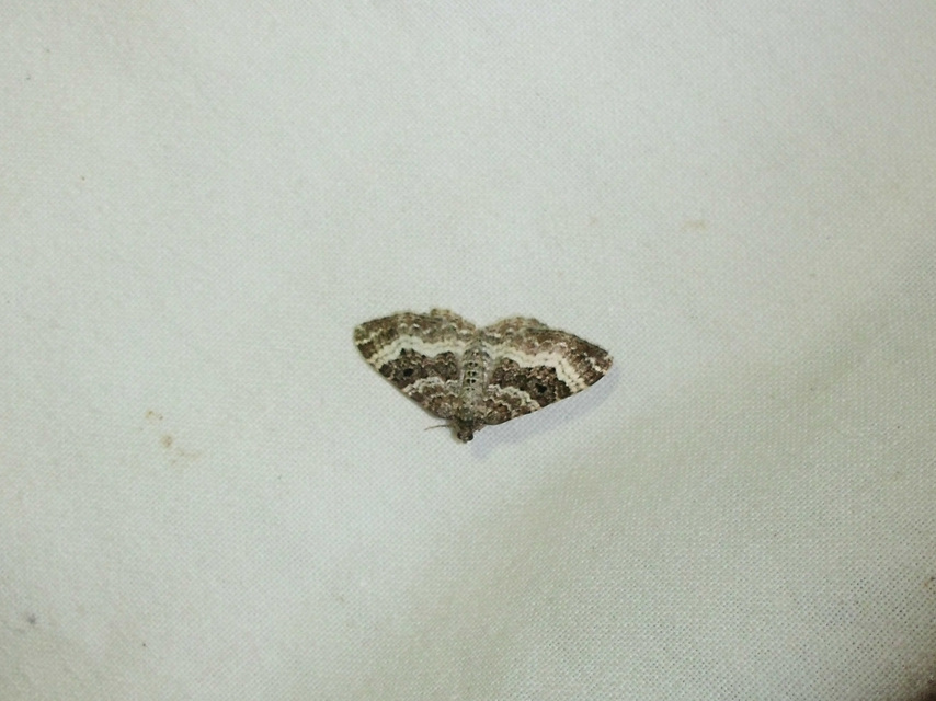 Epirrhoe alternata - galaj-tarkaaraszoló