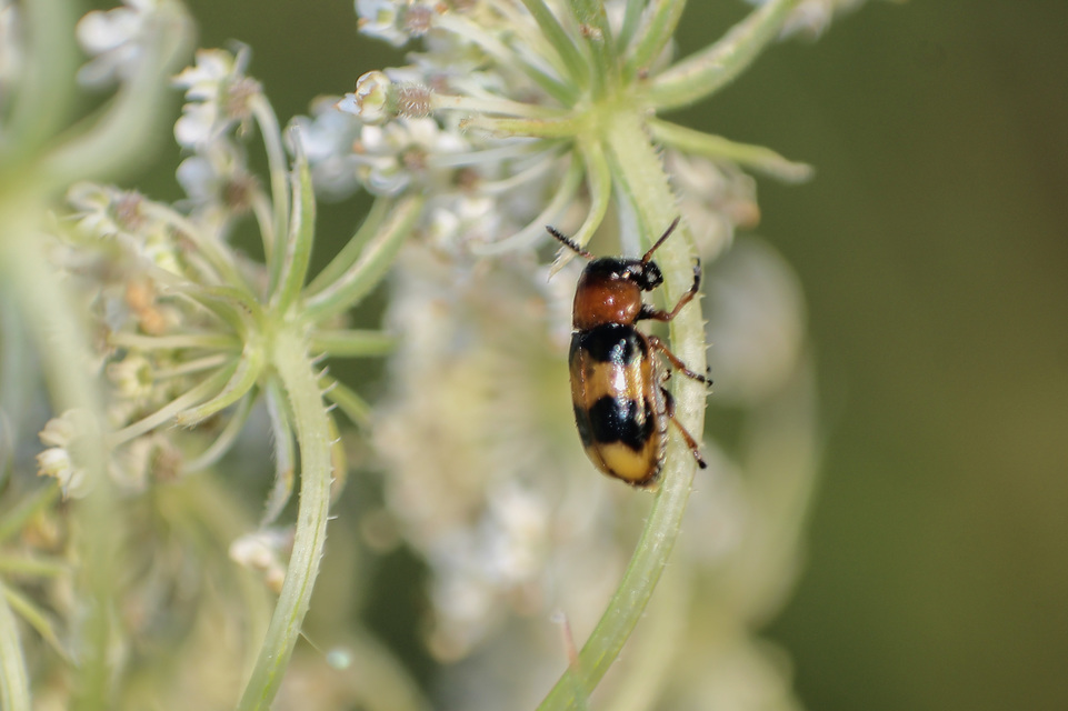 Coptocephala unifasciata - sárgalábú hullóbogár