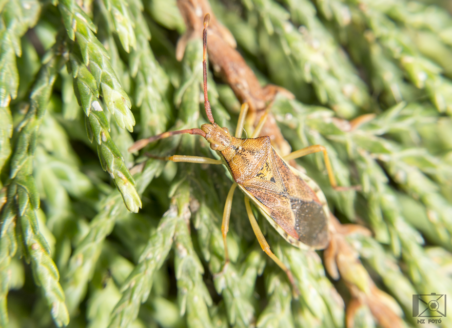 Gonocerus juniperi - boróka-karimáspoloska