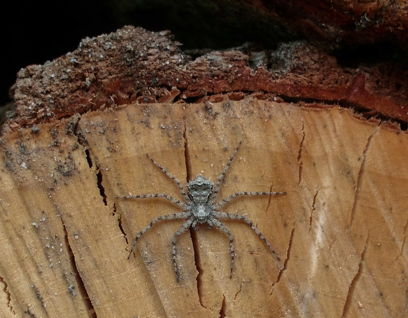 Philodromus poecilus - cifra karolópók
