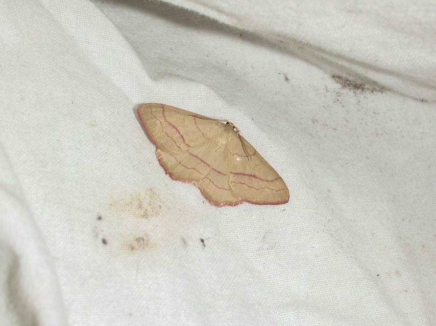 Rhodostrophia vibicaria - pirosszélű araszoló