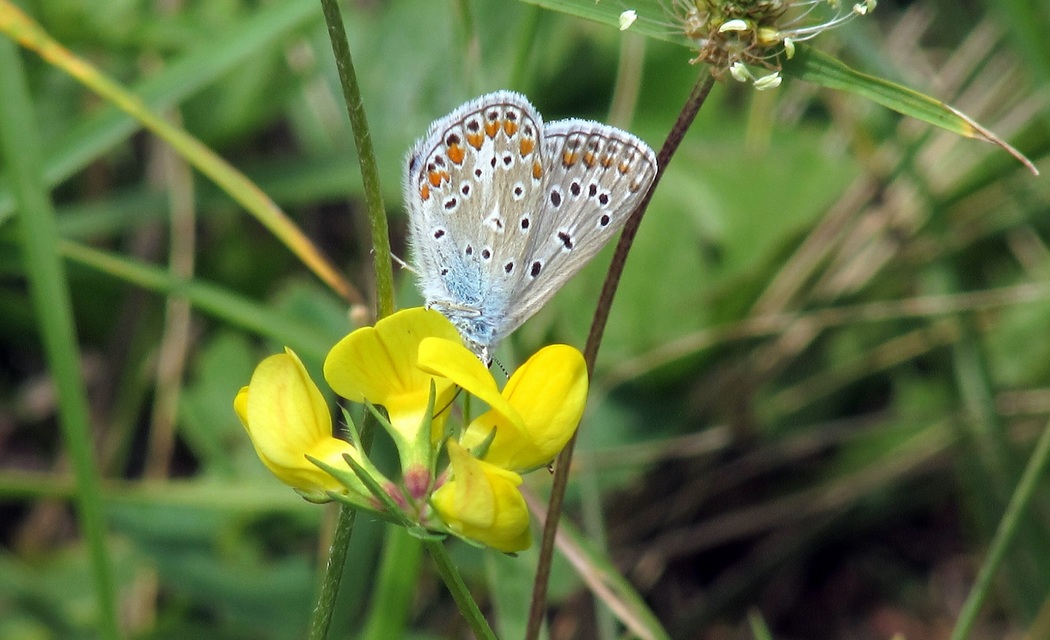 Polyommatus icarus - közönséges boglárka