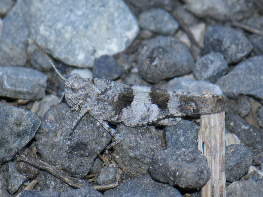 Oedipoda caerulescens - kékszárnyú sáska