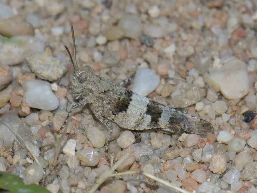 Oedipoda caerulescens - kékszárnyú sáska