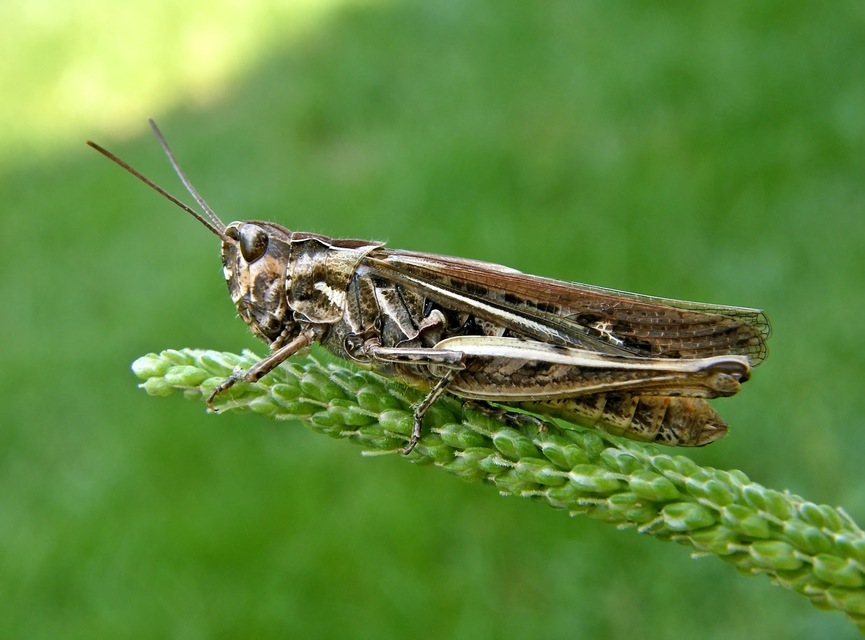 Chorthippus brunneus - közönséges tarlósáska