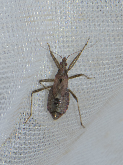 Himacerus apterus - nagy tolvajpoloska