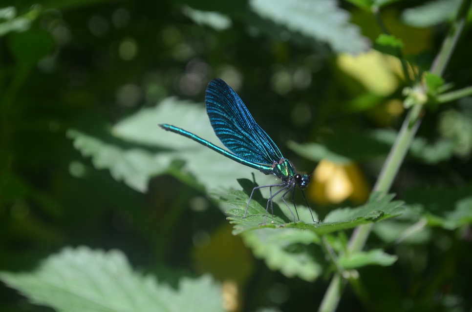 Calopteryx virgo - kisasszony-szitakötő
