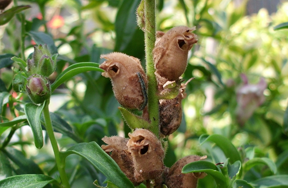Calophasia lunula - gyújtoványfű-apróbagoly
