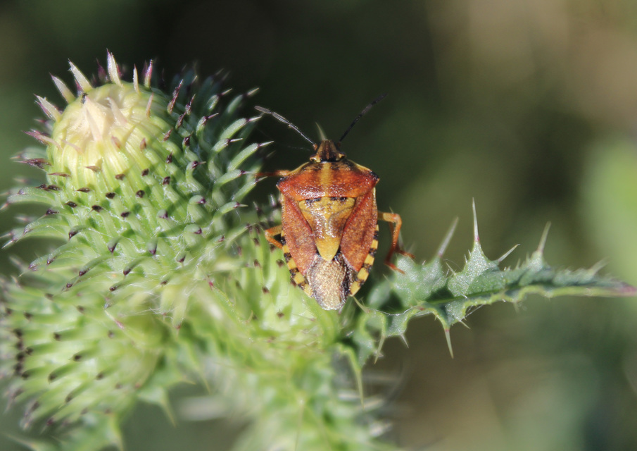 Carpocoris Carpocoris